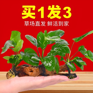 水榕沉木水草植物鱼缸造景装饰摆件阴性增氧水培屋大叶皇冠好养