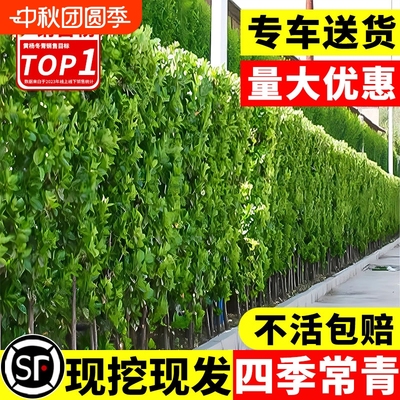 北海道黄杨绿篱树苗|千人加购