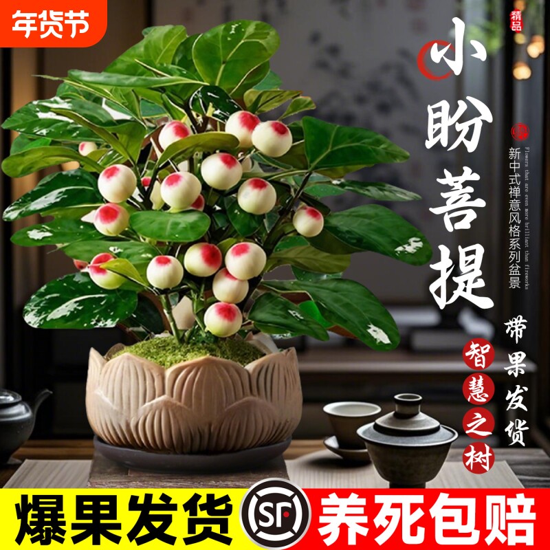小盼菩提盆栽带果室内客厅绿植桌面老桩盆景摆件好养茶室卧室书房