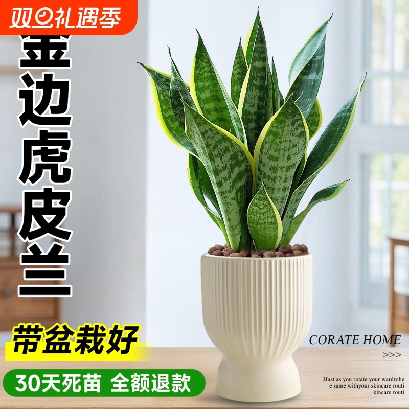 金边虎皮兰盆栽绿植多肉易活好养植物办公室内花卉大全客厅虎尾兰
