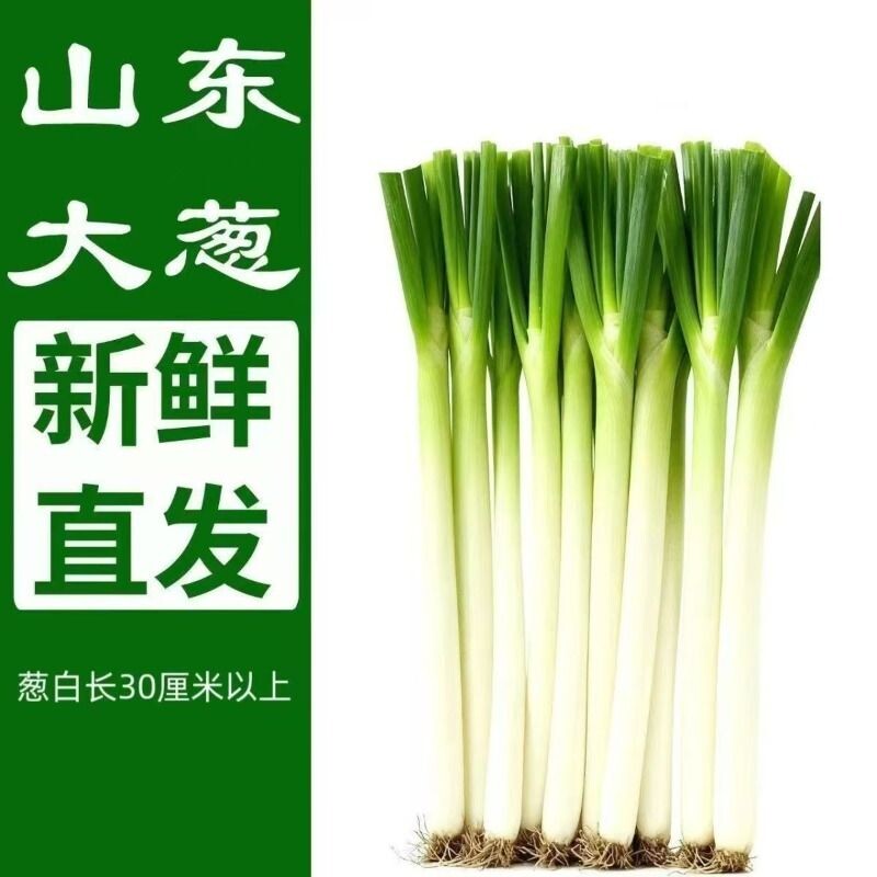 山东大葱新鲜铁杆沙葱5斤蔬菜现挖现发章丘卷饼包邮蘸酱半叶精品