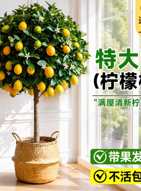 香水柠檬树盆栽带果四季可食用旺宅绿植室内大型植物客厅阳台好养
