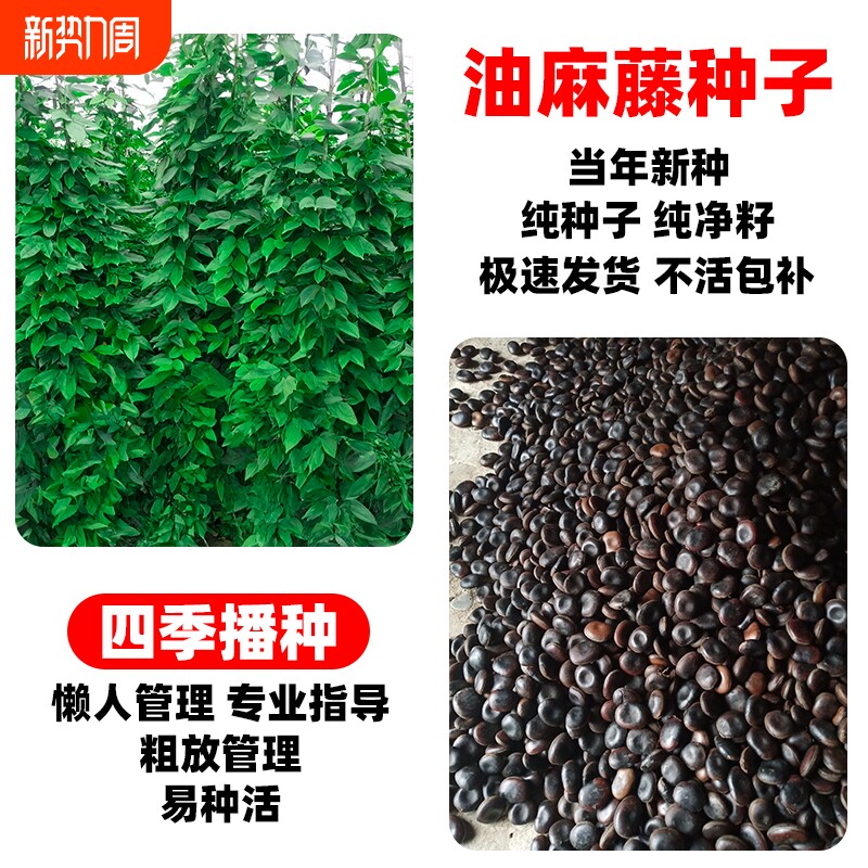 油麻藤种子爬藤植物四季常青边坡矿山工程绿化护坡固土攀爬草种籽