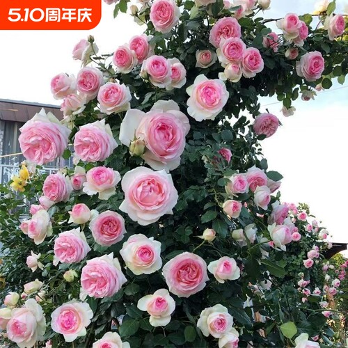蔷薇母系老桩花苗爬藤月季植物耐寒四季开花浓香大花地栽盆栽攀爬