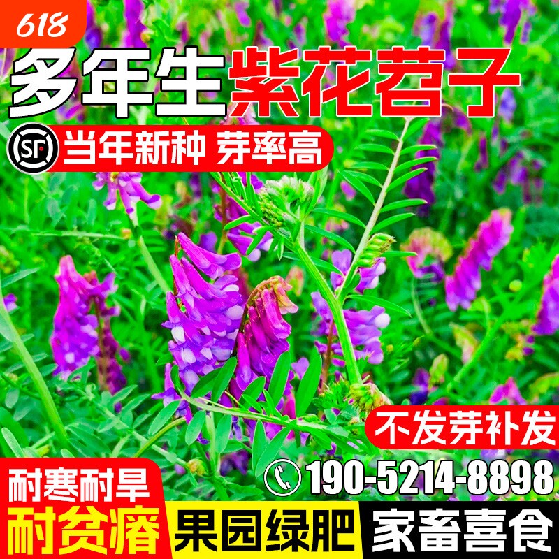 光叶紫花苕种子毛苕子果园绿肥牧草种籽高产箭舌野豌豆多年生草籽