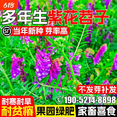 光叶紫花苕种子毛苕子果园绿肥牧草种籽高产箭舌野豌豆多年生草籽
