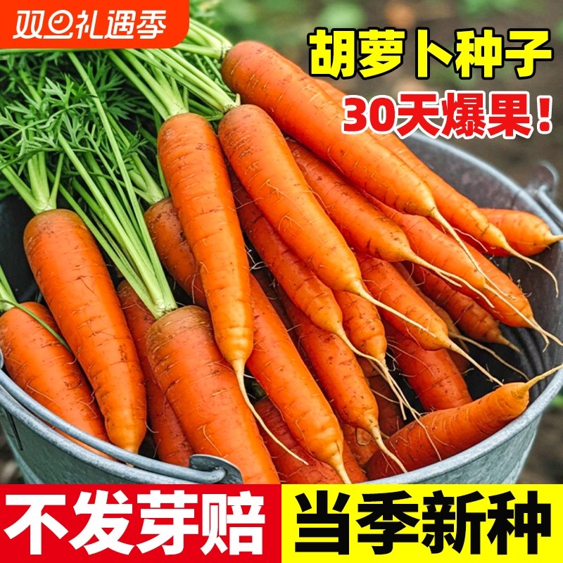 胡萝卜种子籽种红罗水果萝卜四季秋冬蔬菜种籽大全胡萝卜种孑种籽