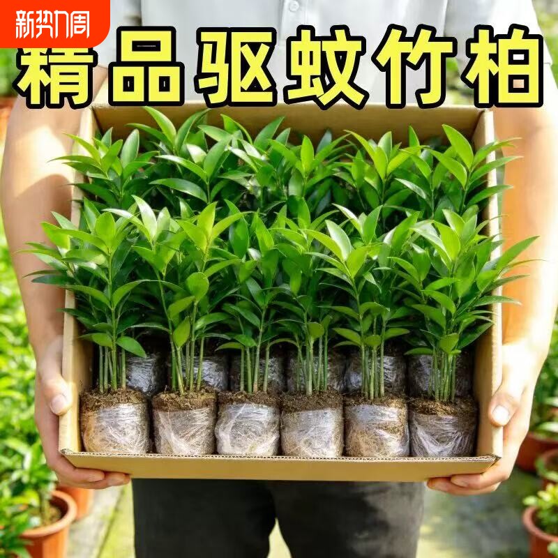 水培竹柏驱蚊植物绿植室内盆栽水养竹子大颗老桩办公桌面四季好养
