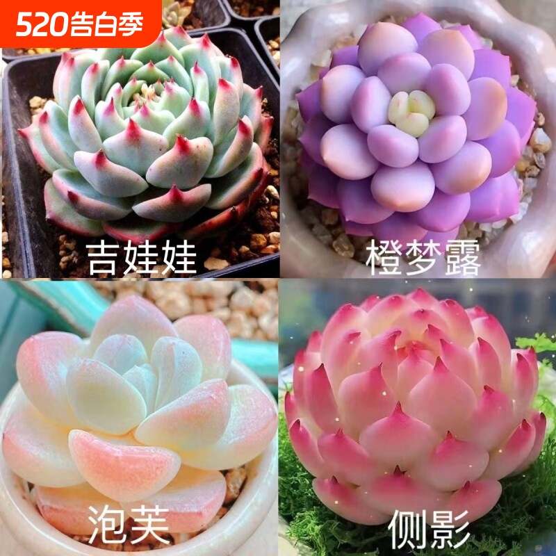 贵货橙梦露锦多肉组合盆栽好养活阳台品种玉露吉娃娃桃蛋肉肉水晶