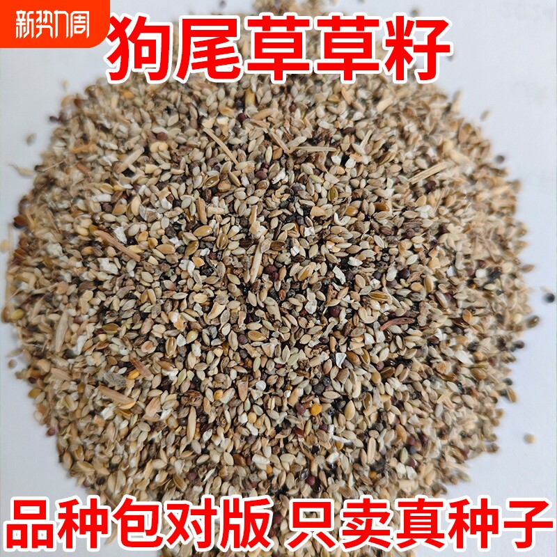 狗尾巴草籽耐热耐旱四季常青草种子公园护坡固土生态修复草坪种籽