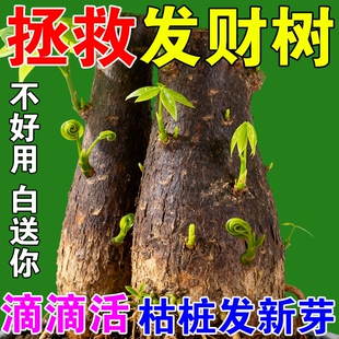 发财树再生剂专用营养液黄叶枯叶烂根专用盆栽植物再生复活液肥料