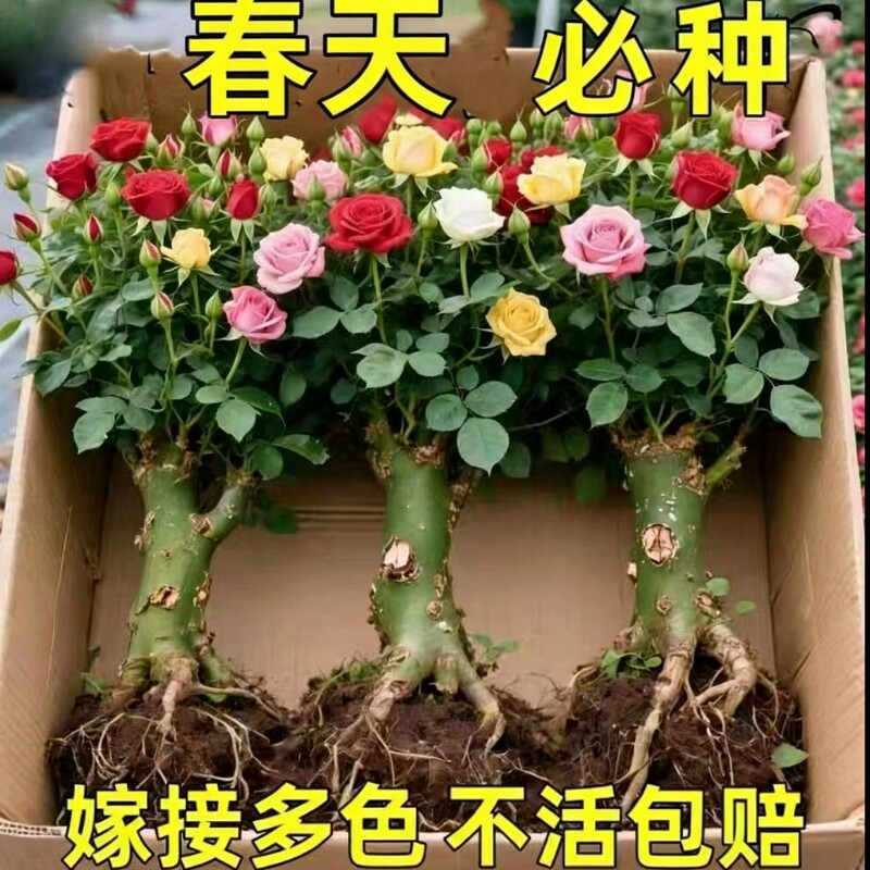 玫瑰花苗老桩盆栽花卉多季节开花绿植物月季蔷薇老根阳台四季种植