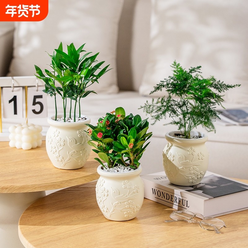 绿植室内小盆栽桌面发财树易活四季懒人养的花办公室植物幼儿园,鲜花速递/花卉仿真/绿植园艺,绿植,淘宝优惠券,粉丝福利购,淘宝优惠卷