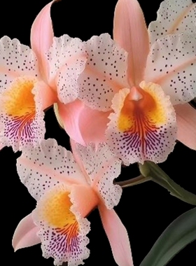 基地特价大花卡特兰Cattleya新品浓香网红洋兰苗室内阳台盆栽花卉