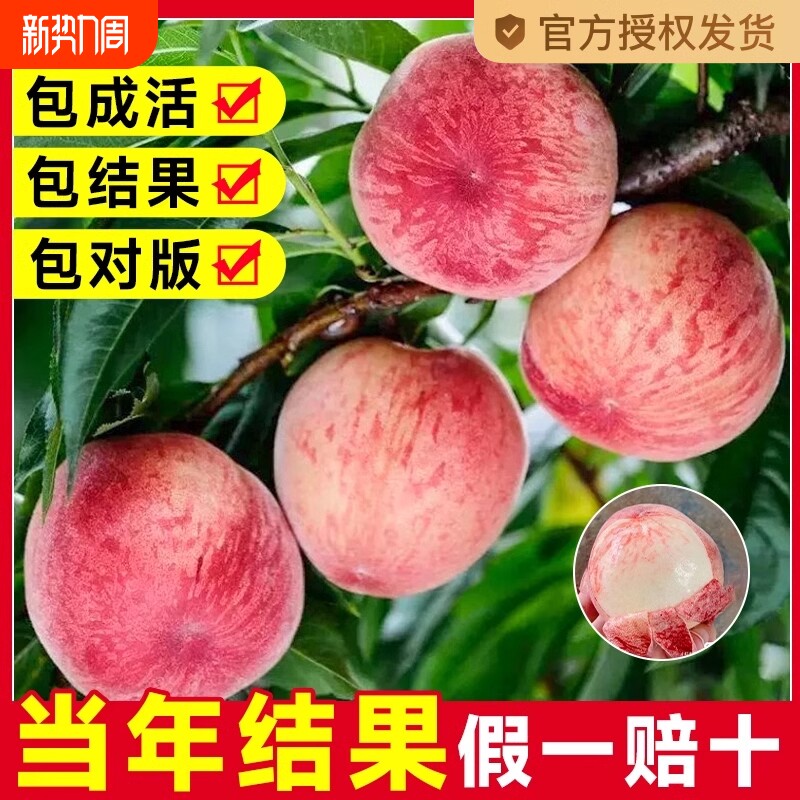 早熟水蜜桃树苗嫁接黄桃当年结果南方北方全国四季种植果树苗桃树