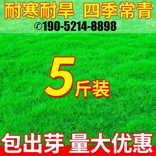 草坪草籽四季青地毯草庭院绿化黑麦草矮生护坡草种草皮草子开花