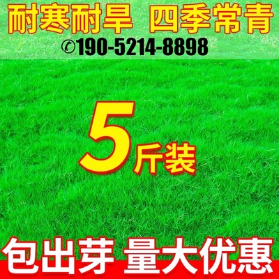 草坪草籽四季青地毯草庭院绿化狗牙根黑麦草矮生护坡草种草皮草子