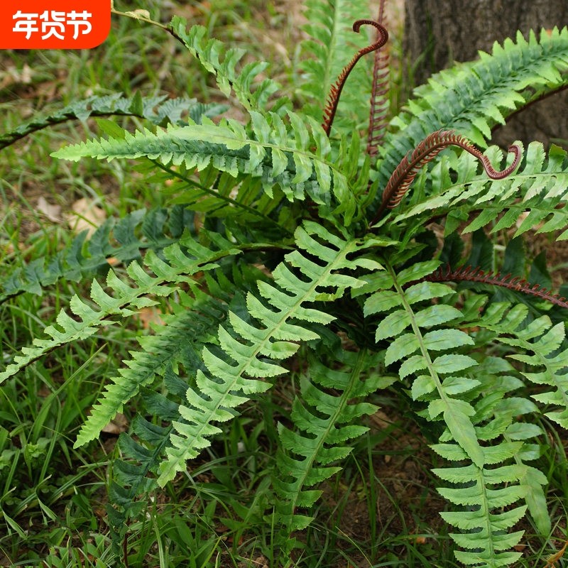 仿真蕨草蕨类植物波斯草肾蕨排草叶子假花装饰塑料花绿植盆栽造景