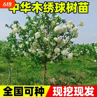 中华木绣球树苗大花斗球风景大树别墅庭院地栽木本老桩盆栽耐寒树