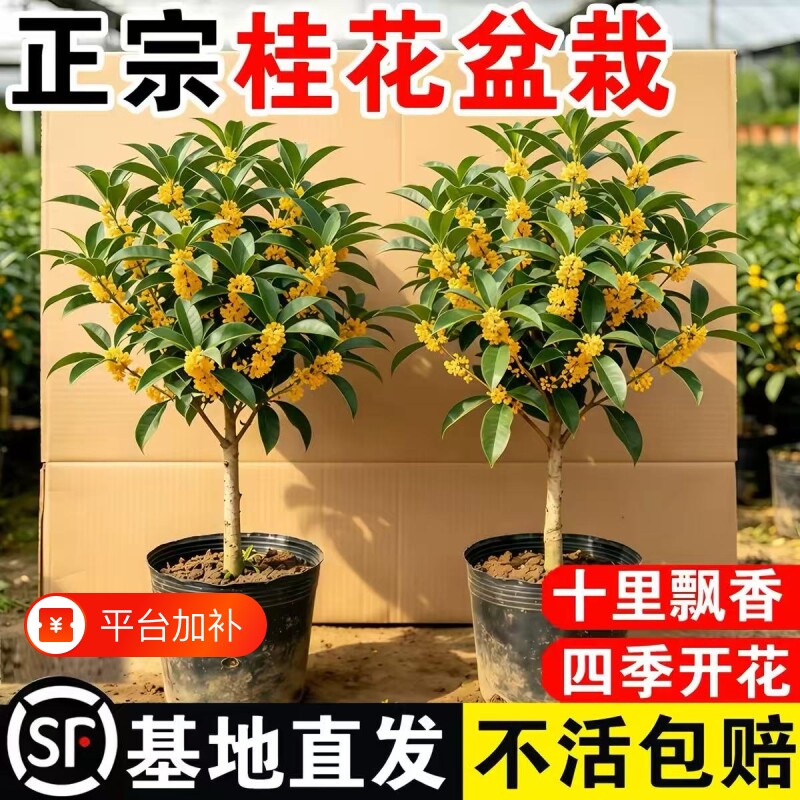 桂花树苗盆栽老桩四季桂可食用开花金桂室内阳台庭院花卉耐寒植物