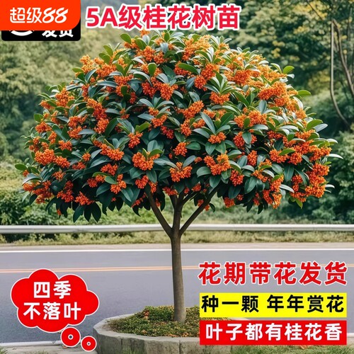 四季桂花树苗金桂庭院地栽盆栽八月丹桂花卉绿植物耐寒开花花期