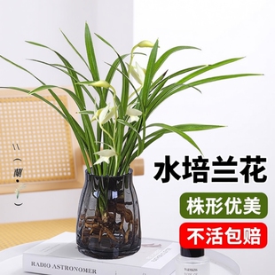 水培植物素心兰花盆栽建兰室内好养耐寒浓香兰草名贵花卉夏带花苞