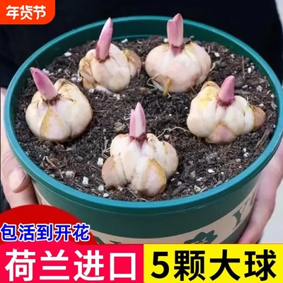 进口香水百合种球四季开花室内外阳台多头百合耐寒好养重瓣种植