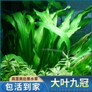 大叶九冠水草绿皇冠迷你红鱼缸造景装 饰植物阴性草水培套餐沉底