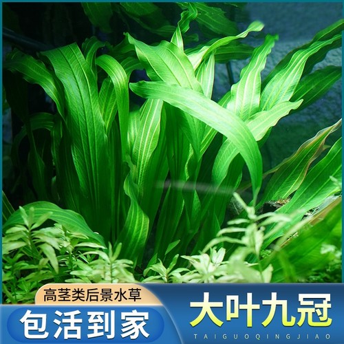大叶九冠鱼缸造景专用阴性水草