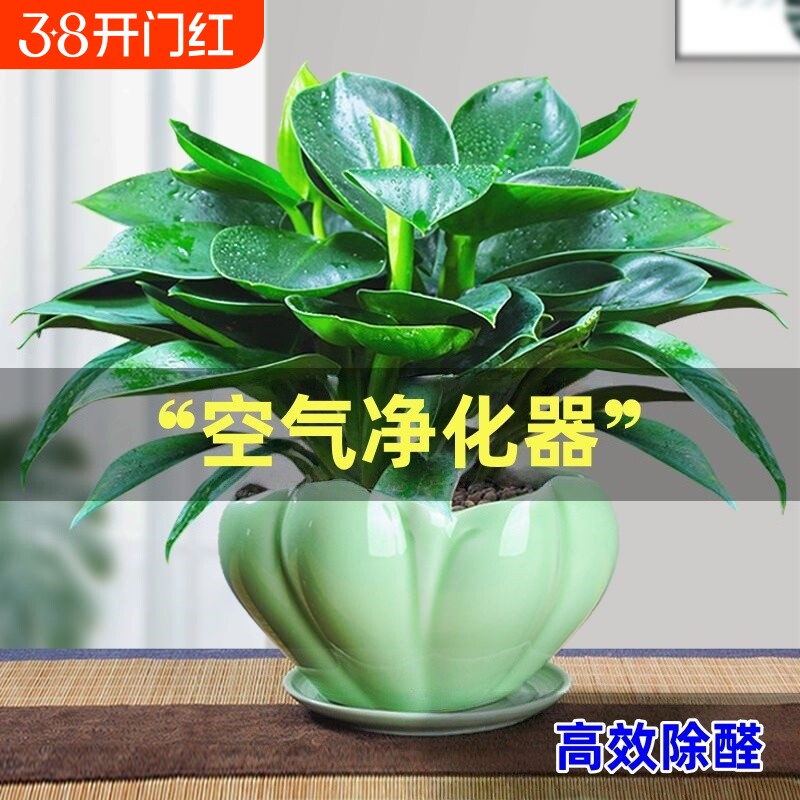 金钻盆栽绿植绿萝箩水培植物室内花卉办公室客厅好养阳台甲醛吸收