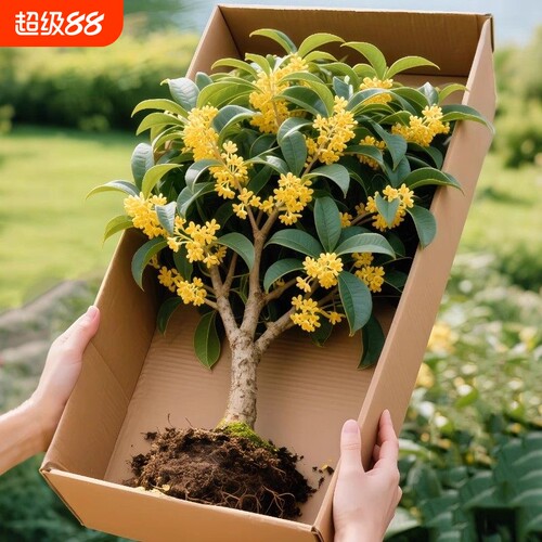 金桂桂花树苗花卉室外大树四季桂老桩庭院八月桂地栽绿植丹桂开花