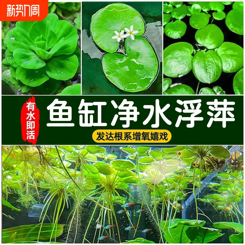 大美浮萍水草植物鱼缸造景冒泡水培一叶莲水芙蓉睡莲净水漂浮水草