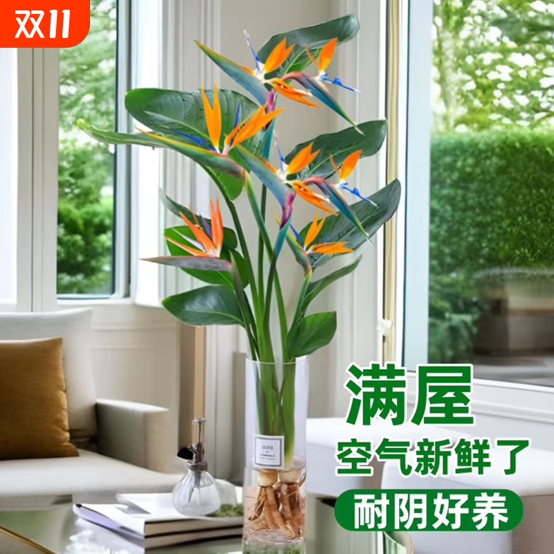 天堂鸟水培植物盆栽客厅室内花卉四季常青好养绿植办公室鹤望兰