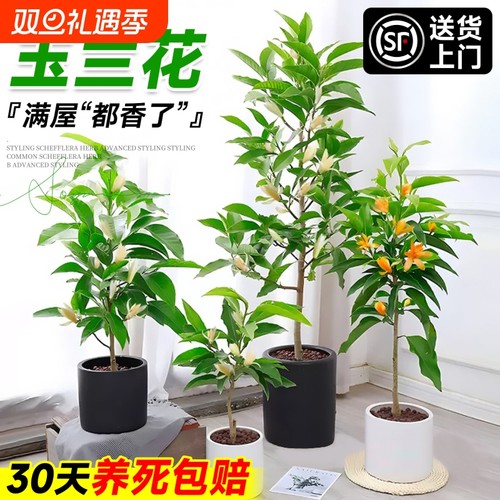 白玉兰花树苗带花苞原生老桩