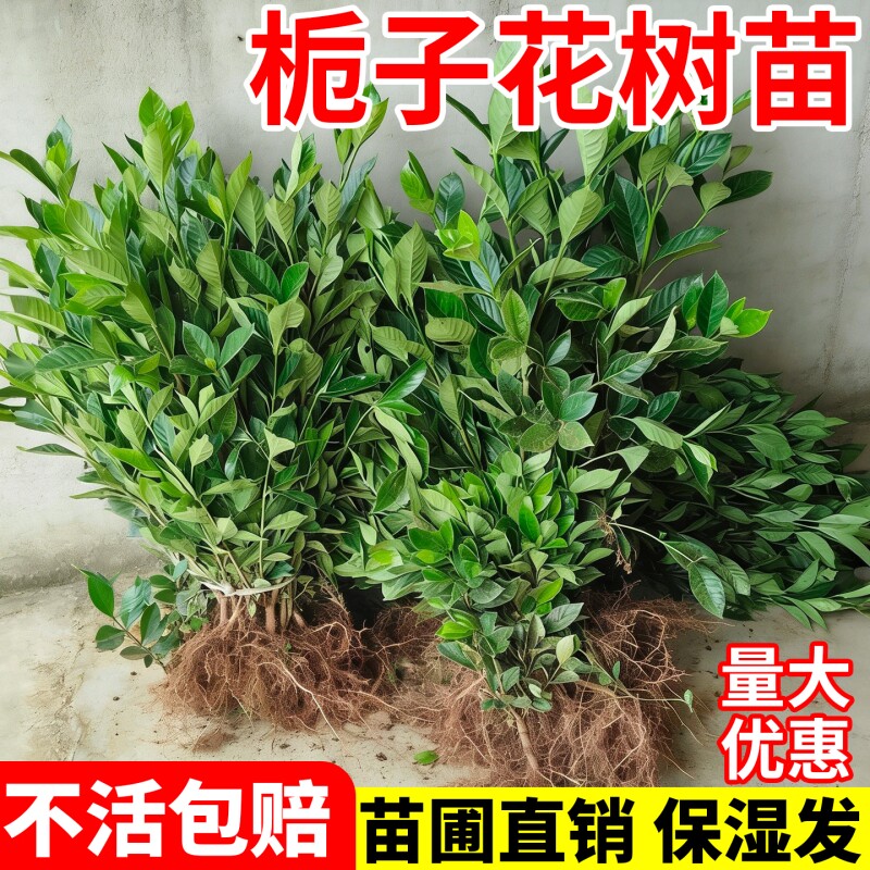 栀子花树苗重瓣浓香型大小叶栀子花盆栽室外庭院四季常青绿化小苗