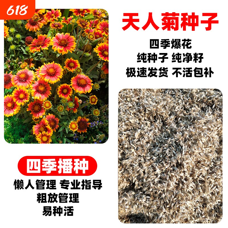 天人菊种子四季宿根耐寒庭院虎皮花种重瓣开花多年生孔雀播种阳台