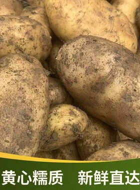 贵州毕节今年新黄心土豆