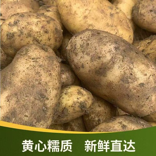 贵州毕节今年新黄心土豆