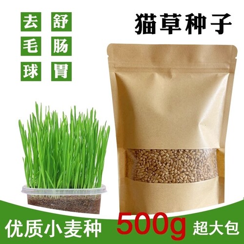 猫草种子水培猫咪吃的化毛猫麦草籽麦芽食用新鲜种植麦种超大洁牙