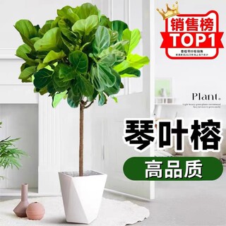 琴叶榕绿植客厅大型盆栽橡皮树大叶植物室内吸甲醛花卉原生高级感