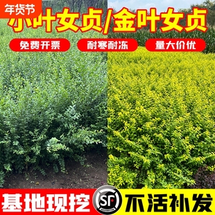金叶小叶女贞树苗篱笆四季常青庭院园林苗木耐寒植物工程绿化用苗