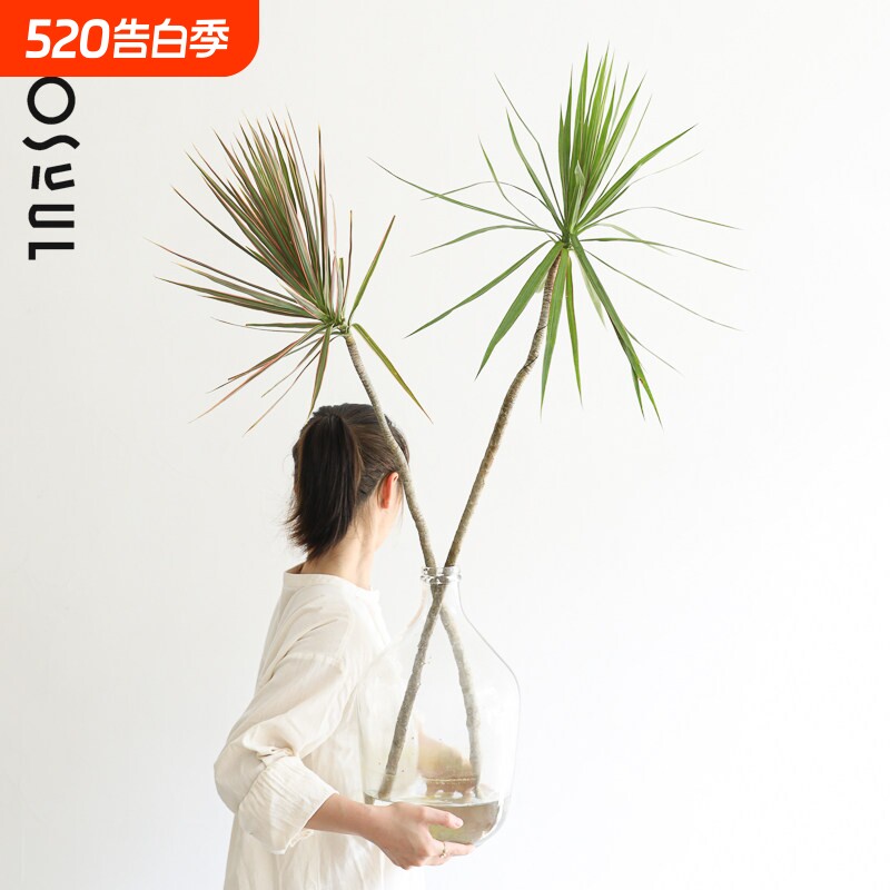 千年木水培鲜切大型插花小众造型花材水培日式桌面水养高级绿植