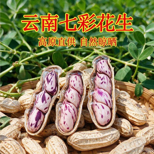 2026年云南七彩花生牛奶花生富硒生花生咸干健康水煮新鲜带壳特色