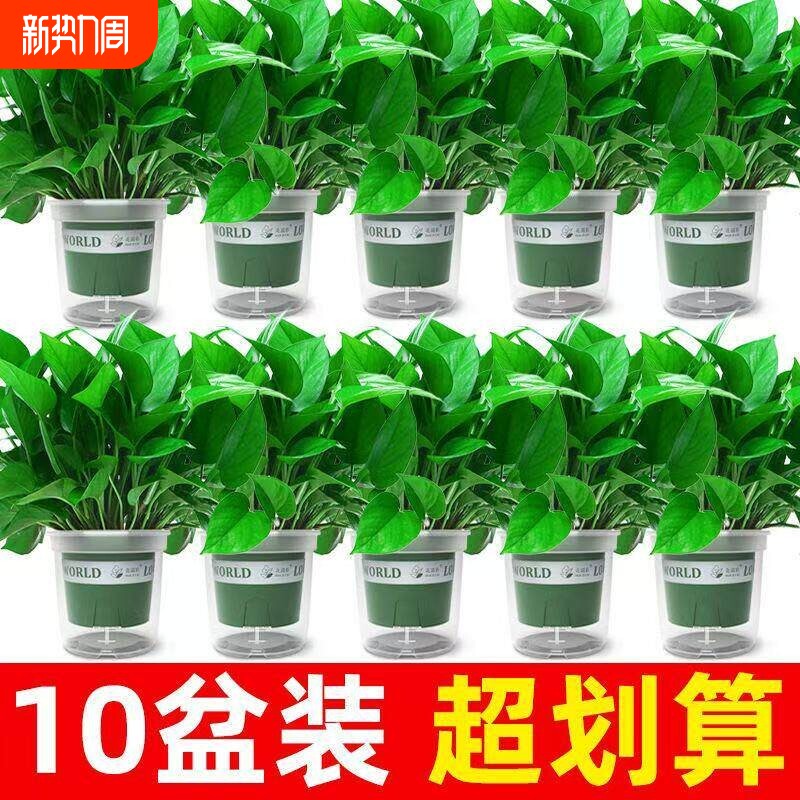 绿萝盆栽室内新房家用客厅绿植水培长藤大叶植物花卉盆栽绿箩好养