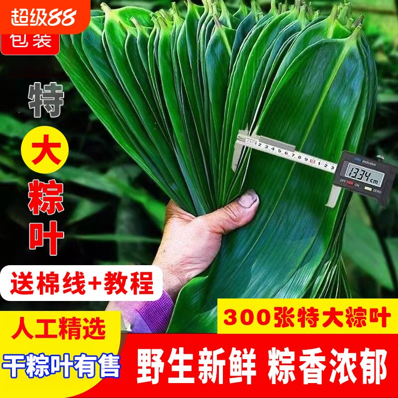 端午节粽叶新鲜粽子叶大号包粽子专用旗舰店干粽叶棕子叶商用批发图片