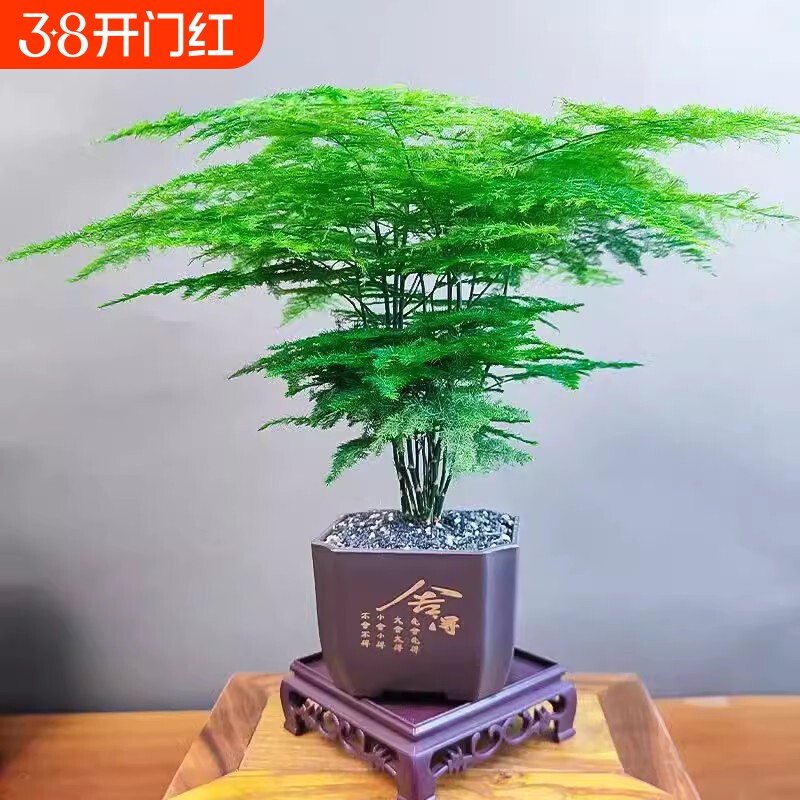 文竹盆栽水培植物老桩花卉室内桌面盆景四季常青绿植摆件客厅造景