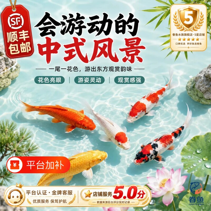 顺丰包邮锦鲤鱼活鱼观赏鱼精品大型庭院养殖冷水鱼淡水鱼好养耐活