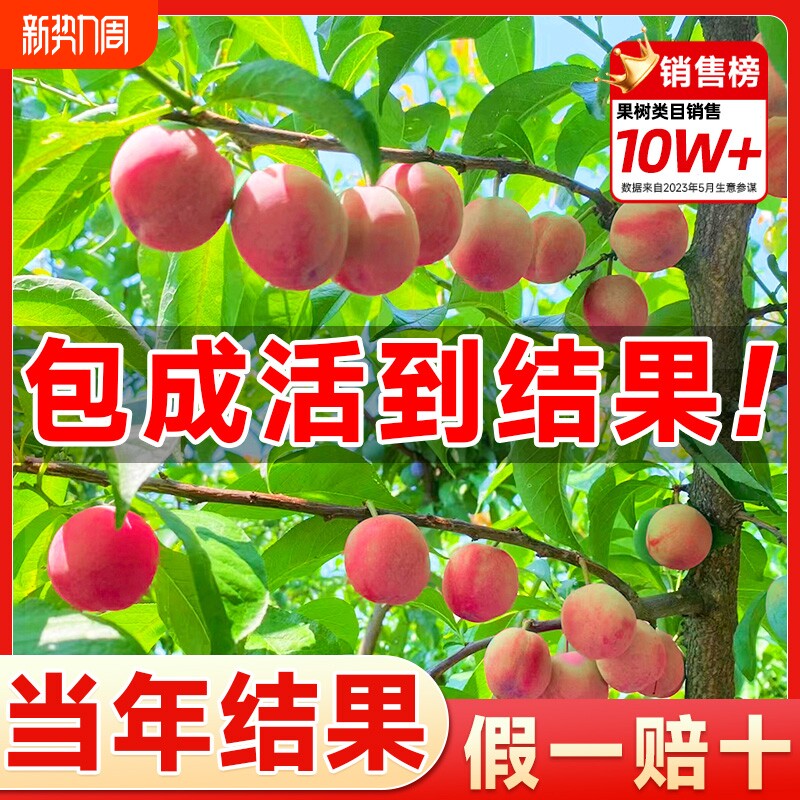 水蜜桃果树苗嫁接黄桃树苗南方北方种植树苗桃子树水果苗当年结果