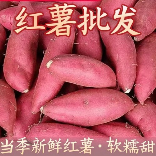 现挖沙地蜜薯红薯新鲜黄心板栗香甜软糯农家自种地瓜山芋番薯批发