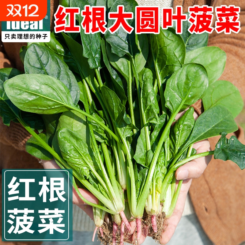 菠菜四季蔬菜种子|千人回购